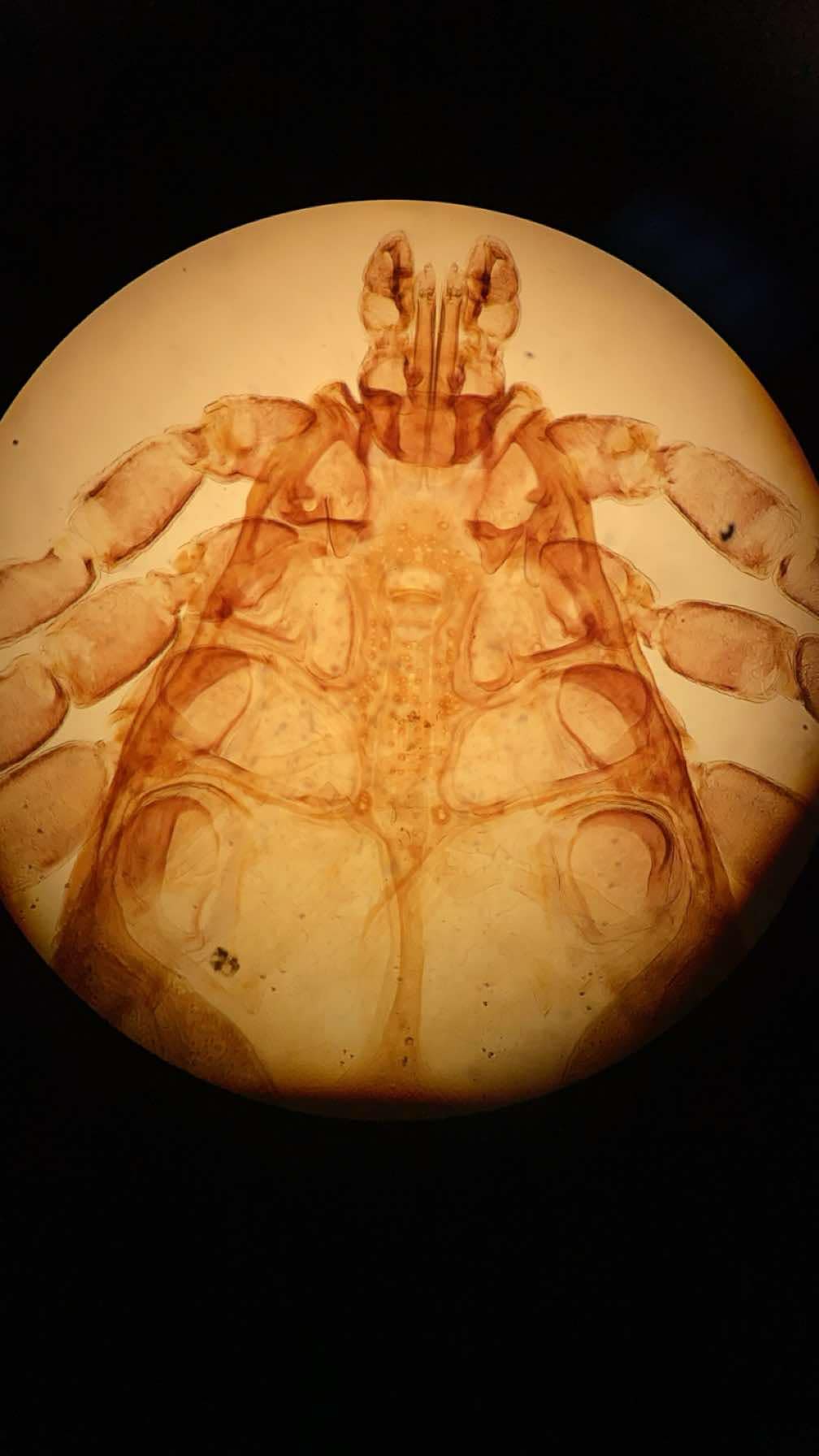 term image