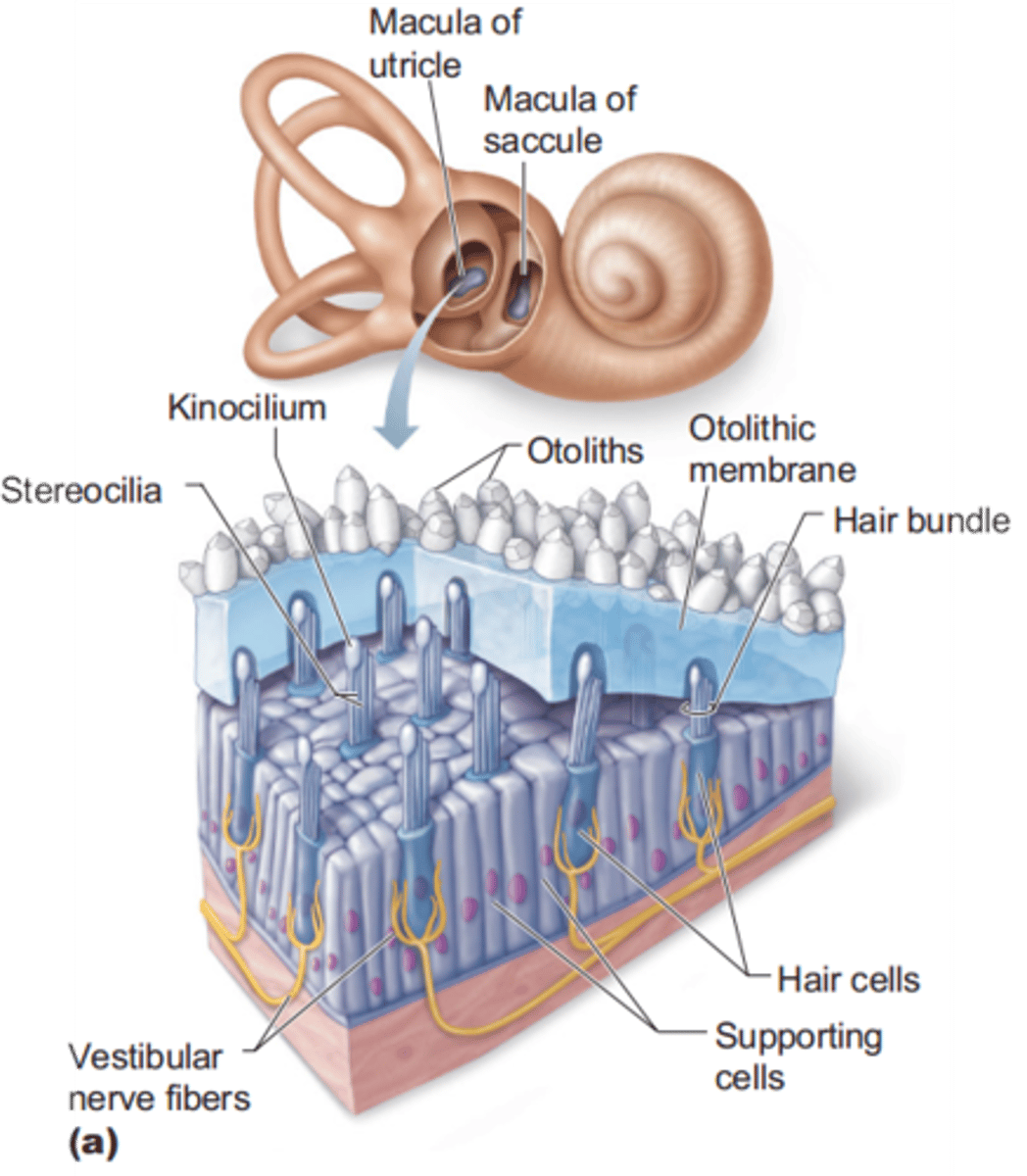 <p>Houses the receptors for static equilibrium</p>
