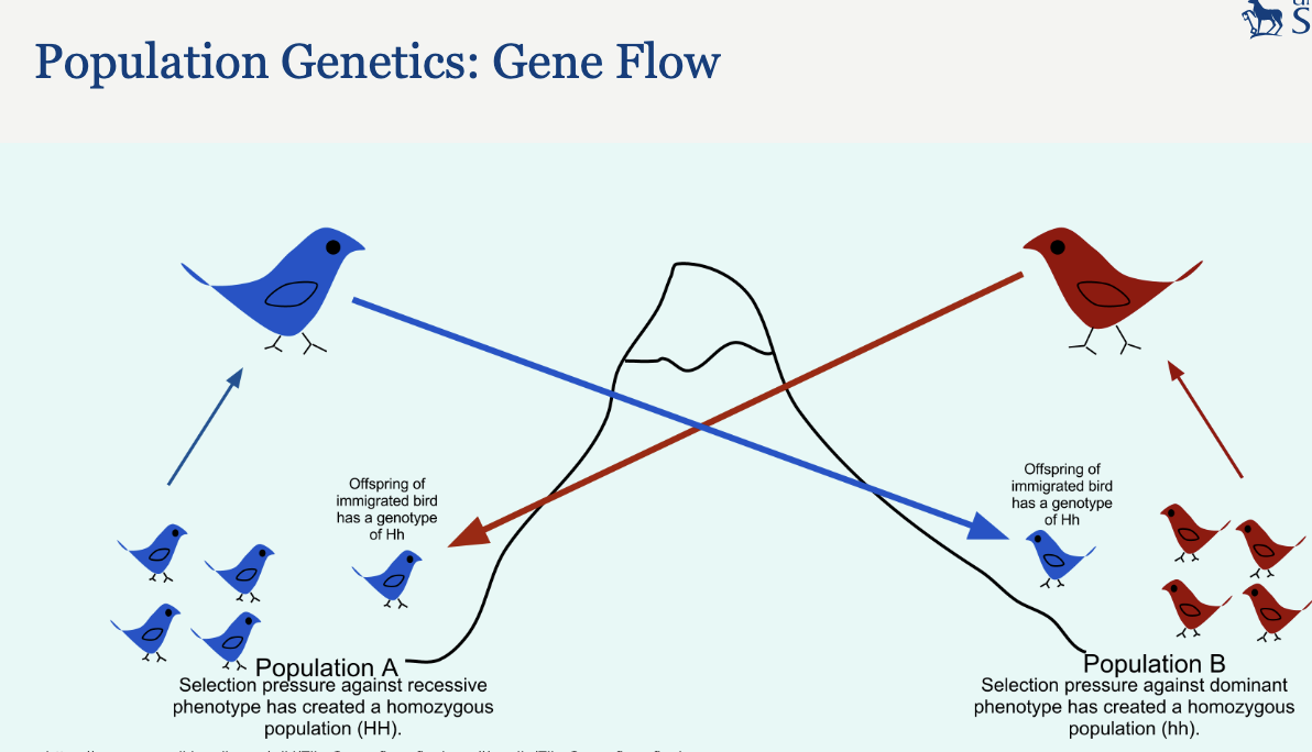 <p></p><p>1. Selection – natural (including sexual) or artificial.</p><ul><li><p>• Relies on genetic variation and selection based upon fitness.</p></li><li><p>• Fitness – given symbol w.</p></li><li><p>• s = 1-w (where s is the selection co-efficient).</p></li><li><p>• When s>0 there is a fitness advantage, when s<0 there is a fitness disadvantage.</p></li><li><p>• Chosen based on phenotype (as animals and breeders can only see what’s in front of them!).</p></li><li><p>• Ultimately changes allele frequency and guides evolution</p></li></ul><ol start="2"><li><p>Mutation - new alleles - leading to loss or gain of function effects conferring fitness advantages or disadvantages</p></li><li><p>genetic drift - change in allele frequency based upon random sampling effectts since passing on alleles to offspring is a probabilistic event</p></li><li><p>gene flow&nbsp;</p></li></ol><ul><li><p>often due to physical bariers (oceans, mountain ranges etc)</p></li><li><p>pops either side begin to differ</p></li><li><p>intro of alleles from one pop to another through immigration</p></li></ul><p></p>