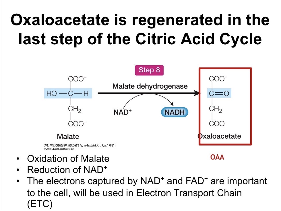 <p>Malate is oxidized to oxaloacetate</p>