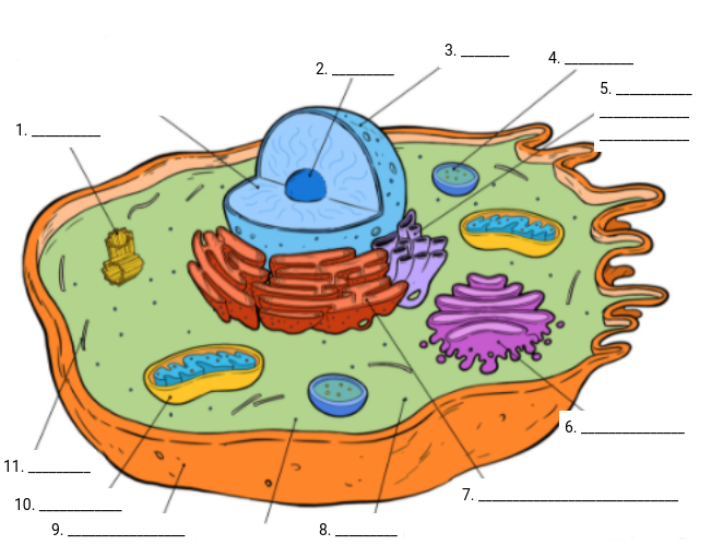 What type of cell is this an image of?

Label each organelle.