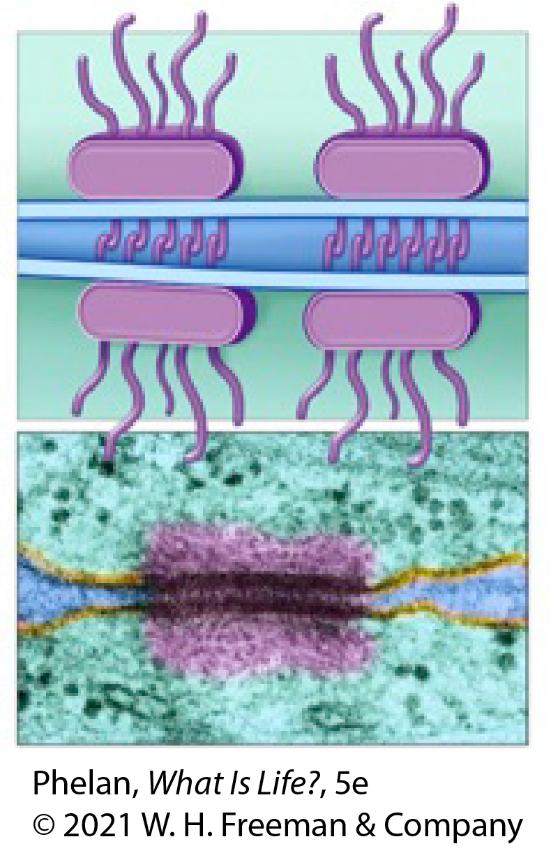 The cell connections represented here are: