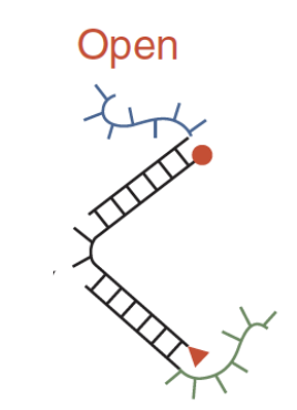 <p>dyes are too far apart to interact; they are brought together by a strand F, where part of F is complementary to the blue unpaired section and part of F is complementary to the green unpaired section</p>