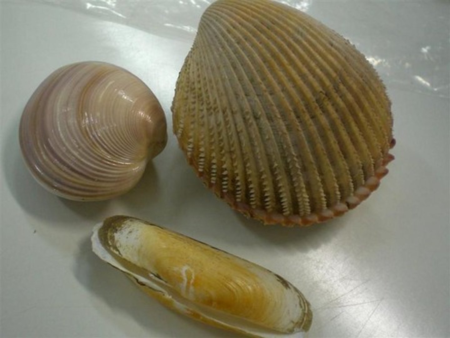 <p>Mollusca, Bivalve</p>