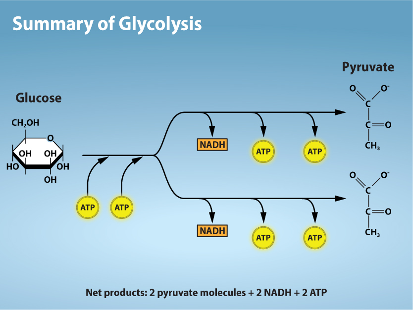 <p>Glucose is<strong> broken down into pyruvate</strong>, producing <strong>ATP</strong> and <strong>NADH</strong>. This occurs in the <strong>cytoplasm</strong></p>