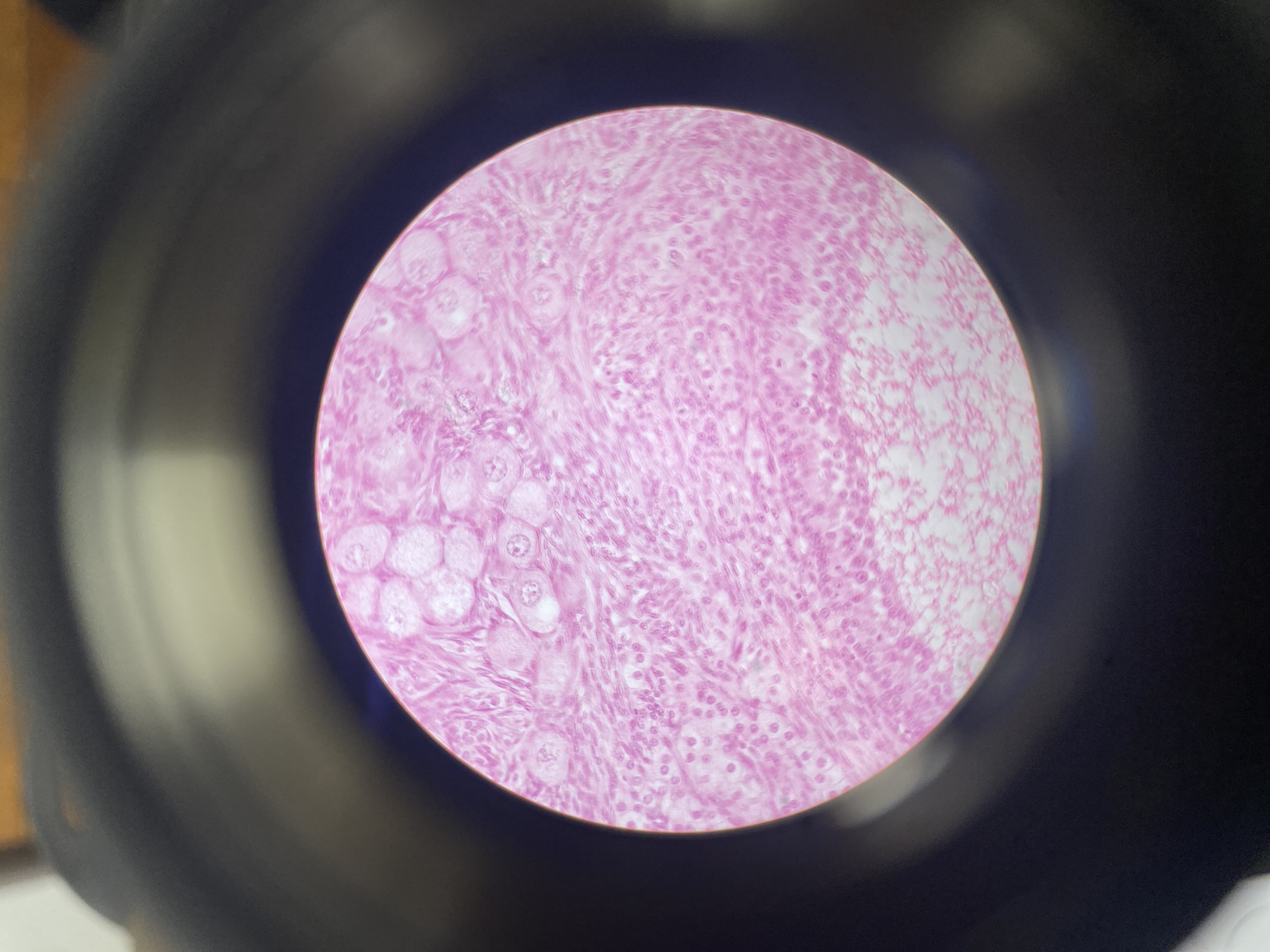 What cell is this?