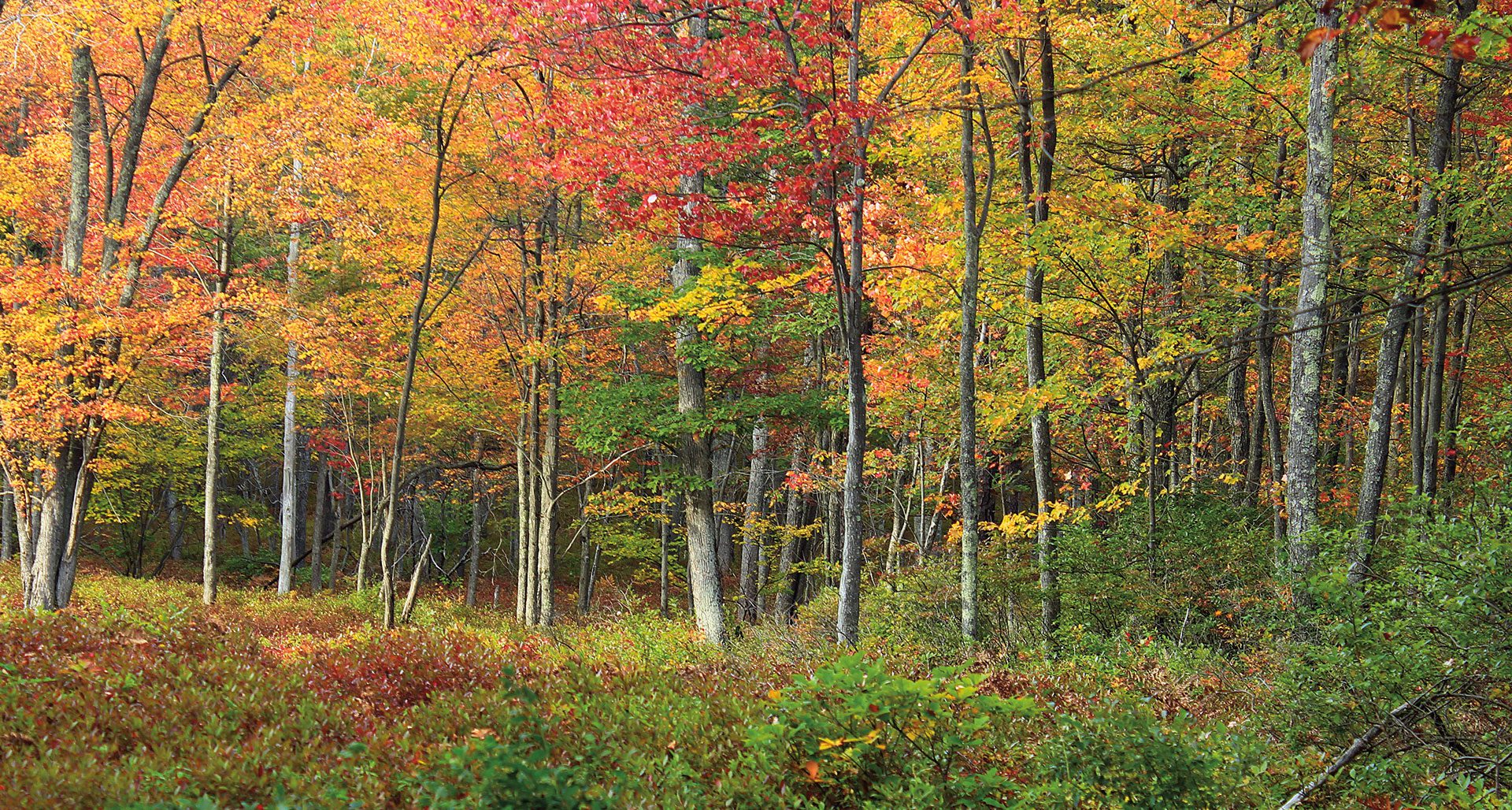 <p>Warm summers and cold winters, deciduousness, fertile soil, lots of rain, dense understory</p>