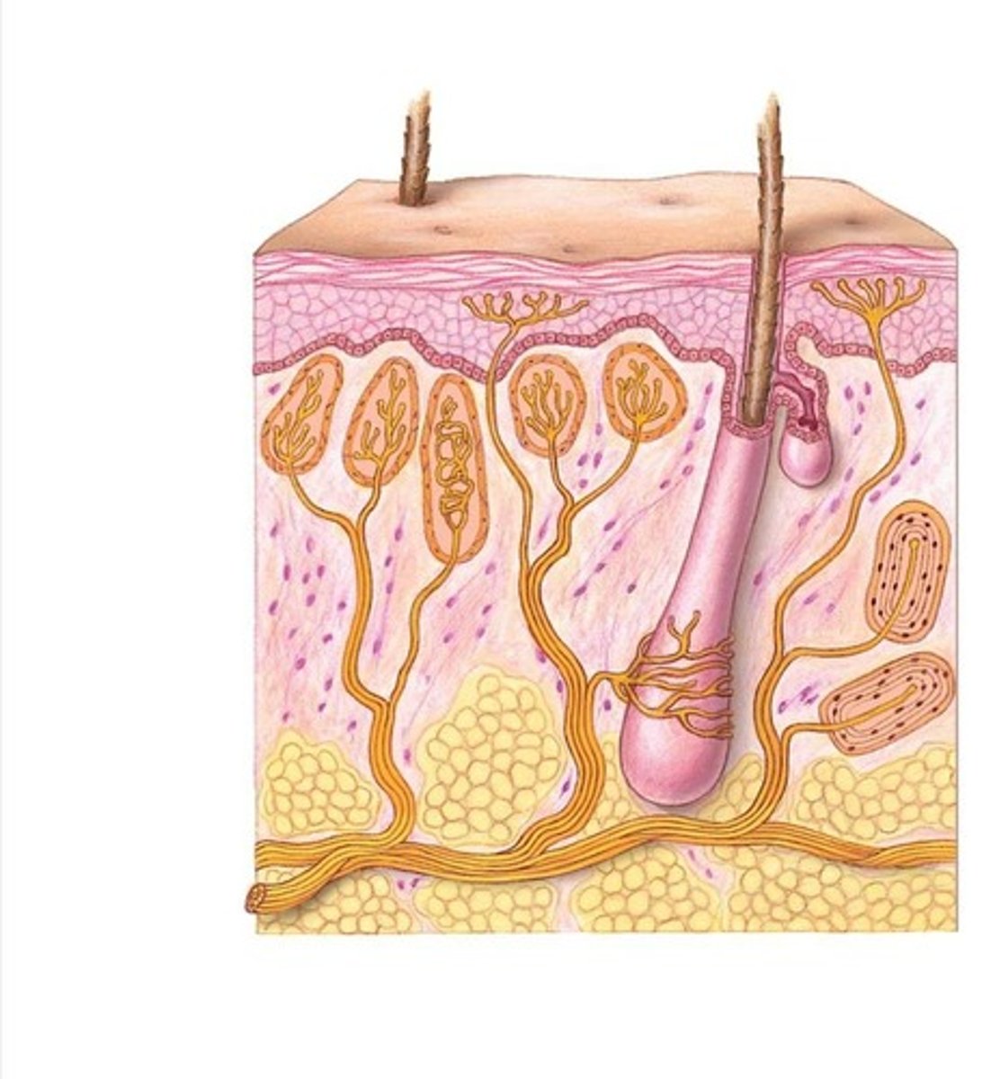 <p>Detect sound, touch, and motion. Hair cells</p>