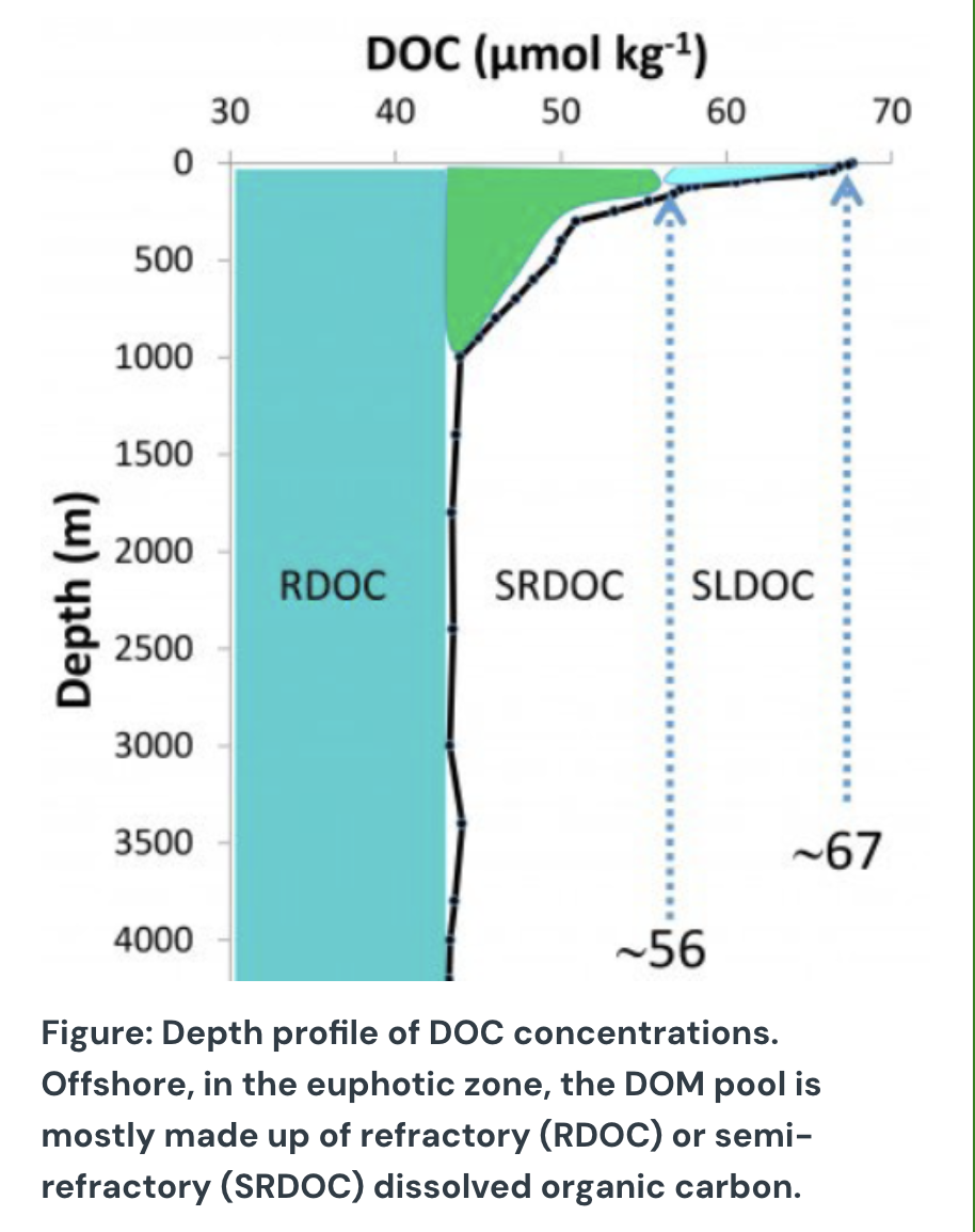 <p>Estuarine waters are typically rich in labile organic matter from terrestrial and phytoplankton sources, while the pool of OM in offshore oceans is mostly made up of refractory material, since offshore, most newly-synthesized labile material is mineralized very quickly (see figure)</p><p>Heterotrophic bacteria in both habitats use extracellular enzymes to break down complex organic molecules before uptake. Which of the following best explains how extracellular enzymatic activity in the bacterial communities, and their organic matter degradation rates, would differ (or be the same) between these environments?</p>