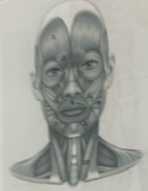 <p>What muscle is 7?</p>