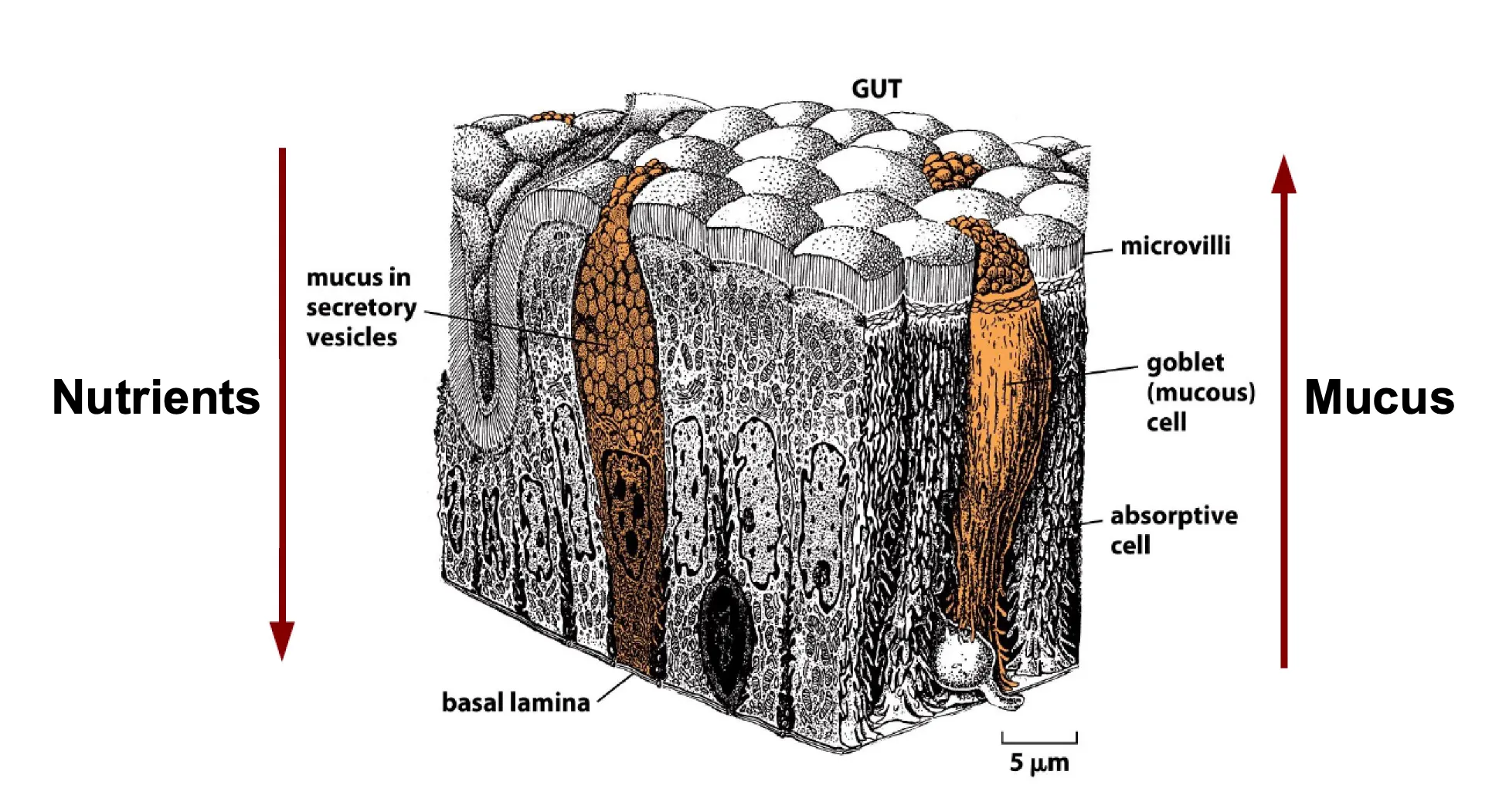 <ul><li><p><span><span>Both cell types are polarised but apical side has to take up nutrients which is why they have microvilli and goblet cells are polarised because they need to secrete substances out of the cell.</span></span></p></li></ul><p></p>