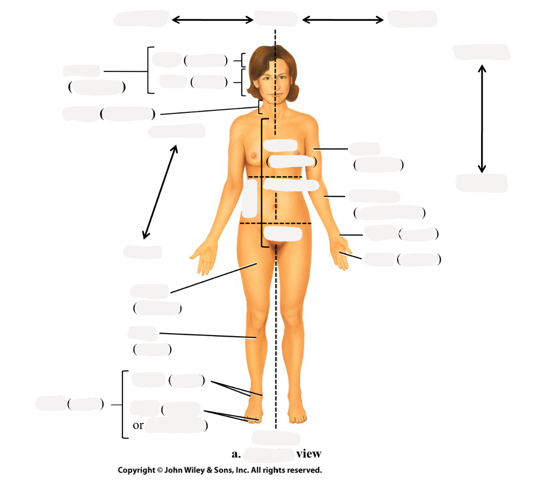 <p>neck </p>