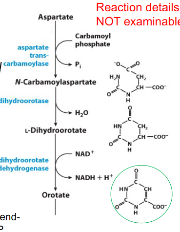<p>- unlike purine synthesis, pyrimidine synthesis proceeds by first making the pyrimidine ring (in the form of orotate) and then attaching it to Ribose-5P</p><p>- aspartate and carbamoyl phosphate = substrates in first reaction</p><p>- Regulation: ATCase - inhibited by end product CTP and accelerated by ATP</p><p>.</p><p>- reaction details NOT examinable</p>