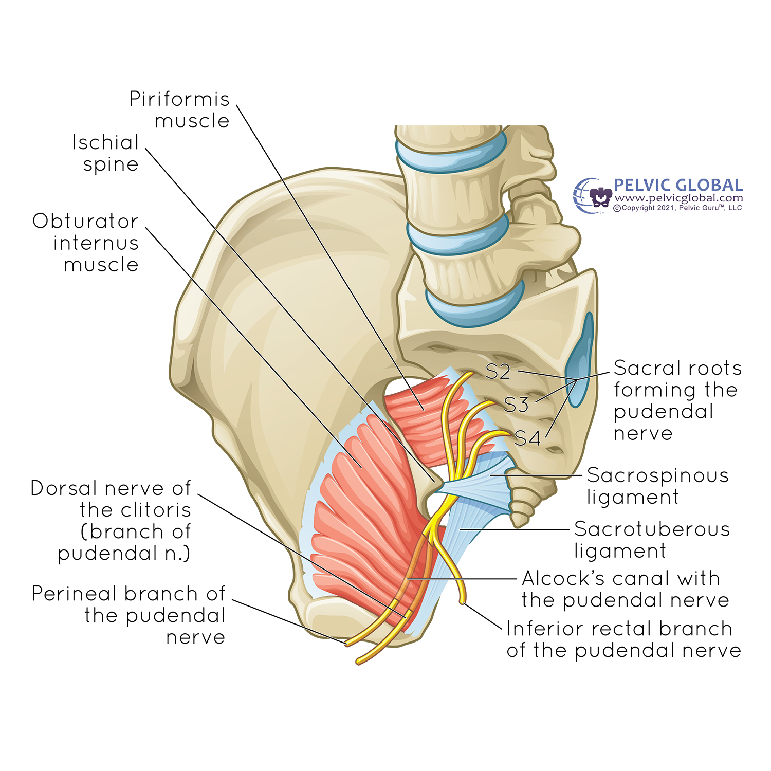 <p>The pudendal nerve</p><p>A. enters the perineum through the lesser sciatic foramen T</p><p>B. lies on the sacrospinous ligament T</p><p>C. contains fibres from the third, fourth and fifth sacral spinal segments F</p><ul><li><p>pudendal nerve arises from <strong>S2, S3, and S4</strong> spinal nerve roots, <em>not</em> S5.</p></li></ul><p>D. is sensory to the skin of the scrotum T</p><p>E. is sensory to part of the urethra T</p>