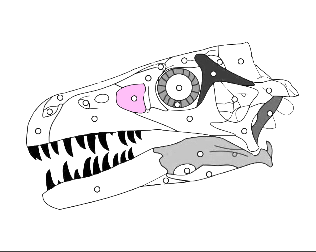 <p>What part of the dinosaur skull is this?</p>
