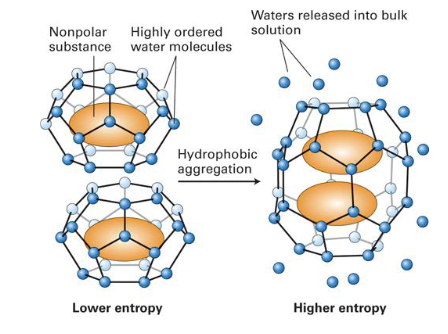 * aggregation of non-polar molecule (side chains) in an aqueous medium in order to reduce the number of interaction with water
* a reduction in the hydrophobic surface area exposed to water (e.g. an oil droplet in water)
* the high energy (high entropy) state in the right is more energetically favourable than the more ordered state in the left
