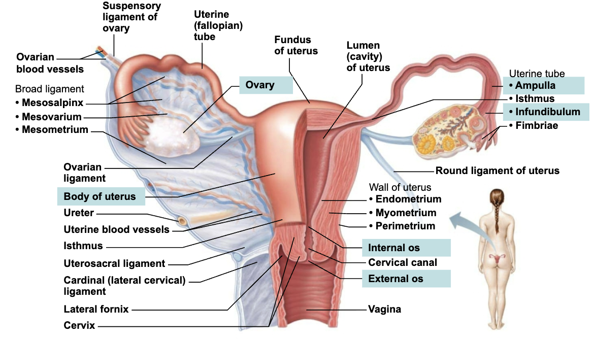 <ul><li><p><strong>Located in </strong><span style="color: purple;"><strong><mark data-color="purple" style="background-color: purple; color: inherit;">pelvic cavity</mark></strong></span><strong> </strong></p></li><li><p>Include <span style="color: purple;"><strong>ovaries</strong></span> and <span style="color: purple;"><strong>duct system</strong></span> (uterine tubes, uterus, and vagina) </p></li></ul><p></p>
