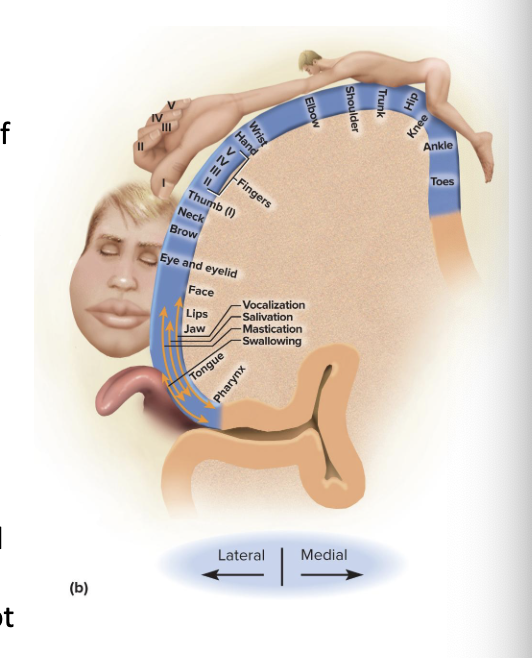 <p>motor homunculus is distorted because the amount of cortex devote to a given body region is the number of muscles/ motor unites and not the body region size </p>
