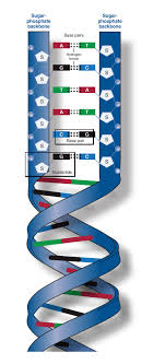 <p>The sugar-phosphate backbone is the structural framework of a DNA or RNA strand, consisting of alternating sugar and phosphate groups. It provides stability and support to the nucleic acid structure. </p>