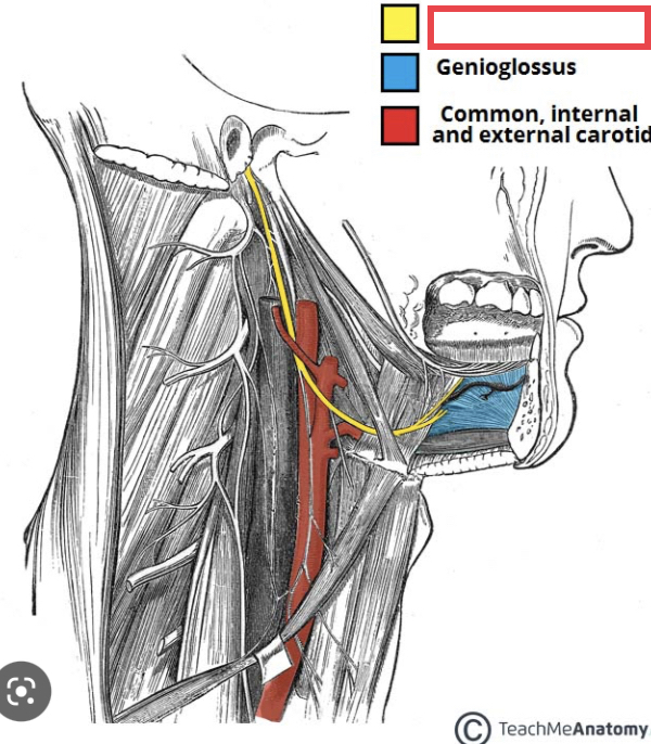 twelfth cranial nerve; responsible for contraction of muscles of the tongue (MOTOR)