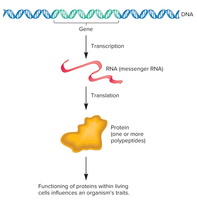 <p><span>Genetic information flows only in one direction, from DNA, to RNA, to protein, or RNA directly to protein.</span></p>