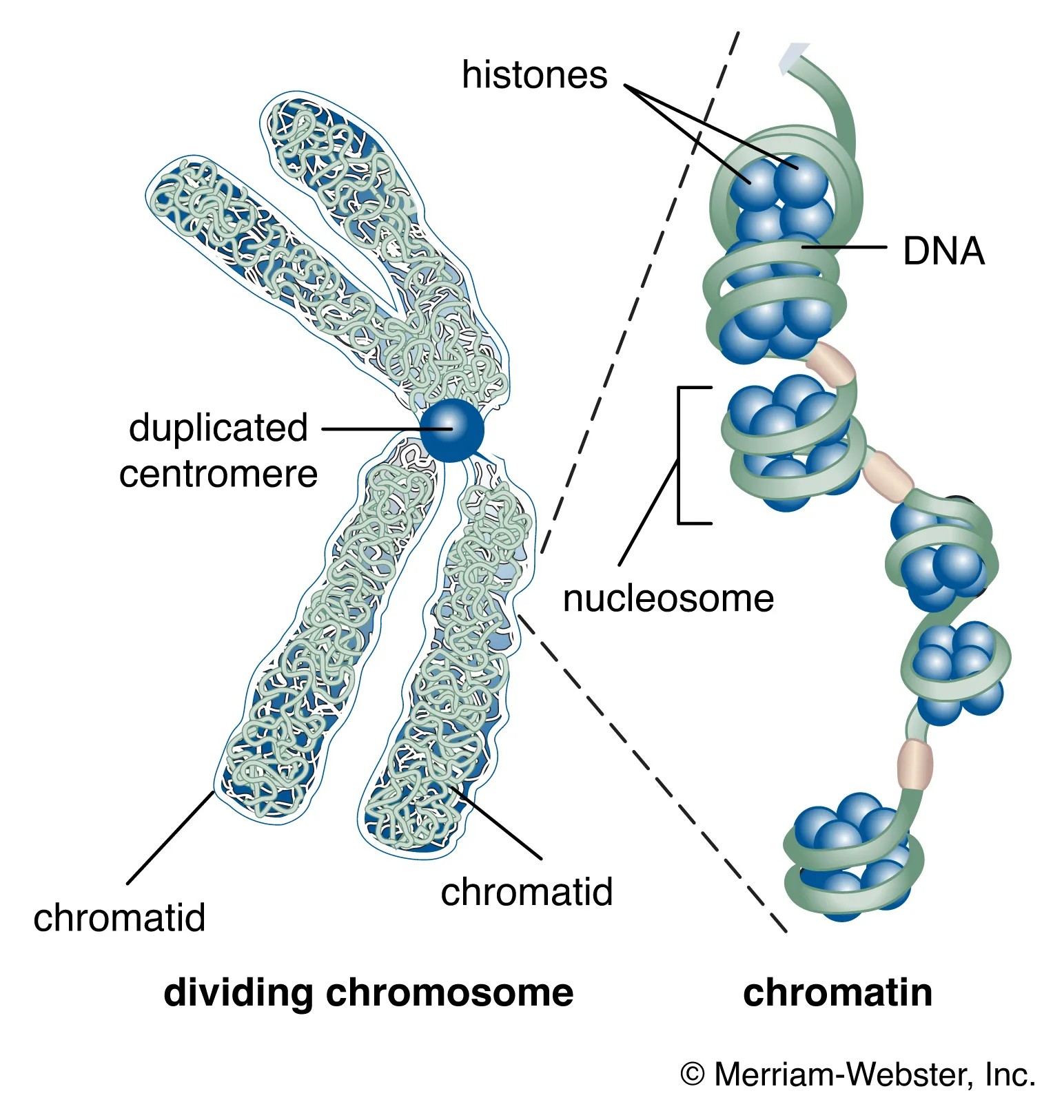 <ul><li><p>Because they are in Chromatins which are wound around histone proteins</p></li></ul>