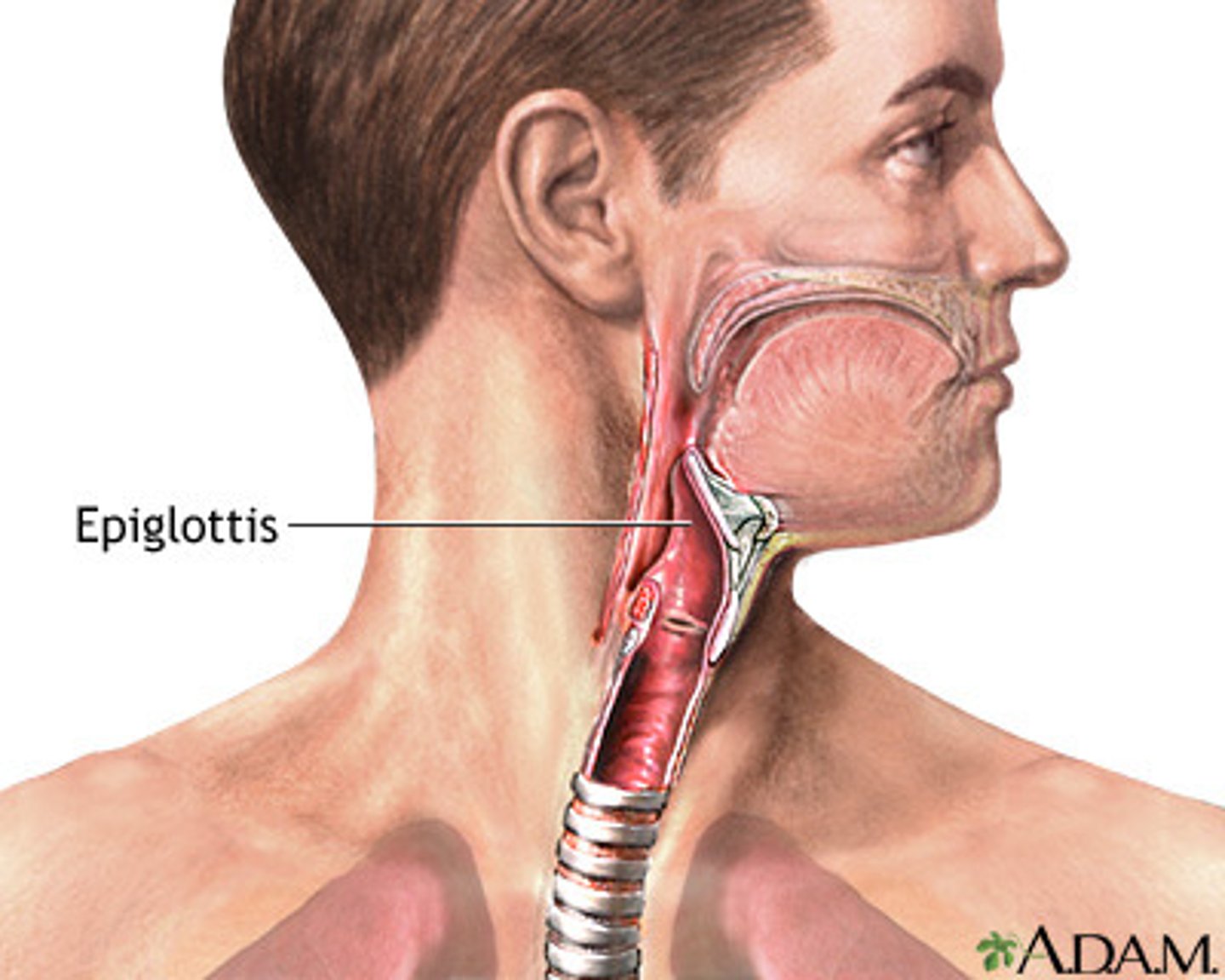 <p>A flap of tissue that seals off the windpipe and prevents food from entering the trachea.</p>