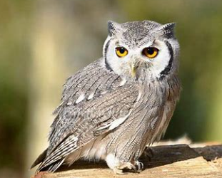 <p>Owl</p>