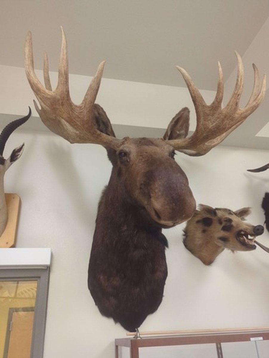 <p>What animal is this? Answer with "Wall" after animal name.</p>