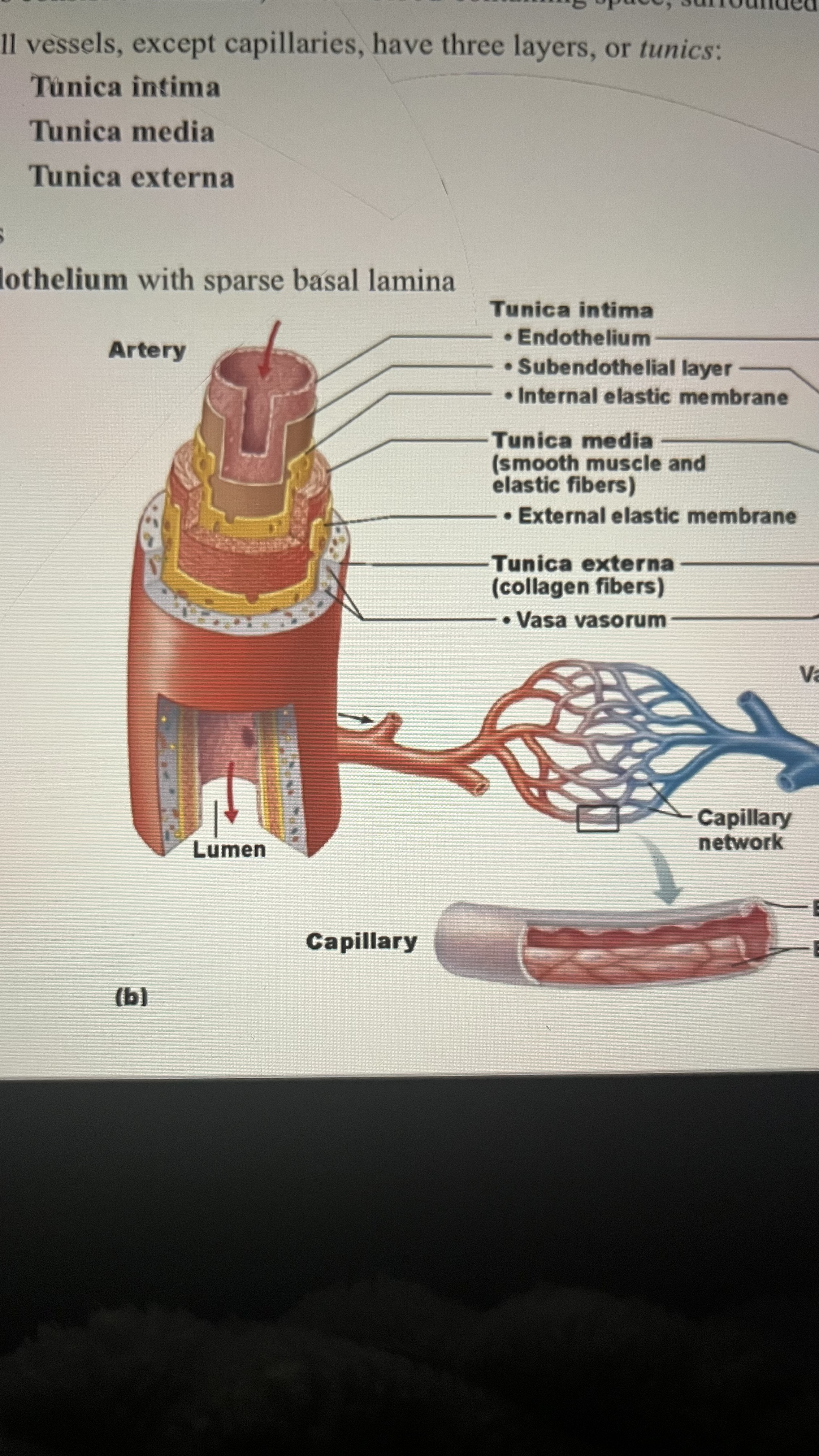 <p>Arteries- red</p>