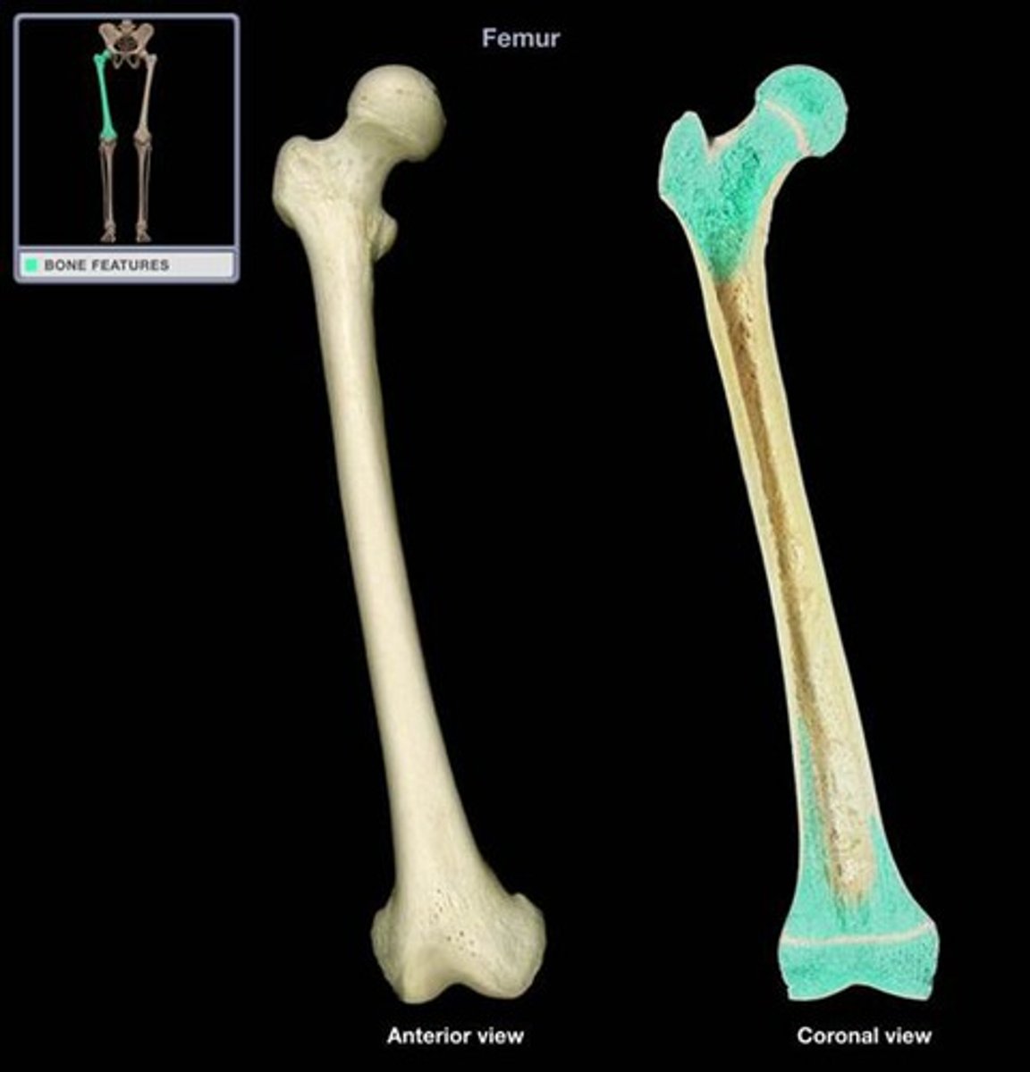 <p>What type of bone is being highlighted?</p>