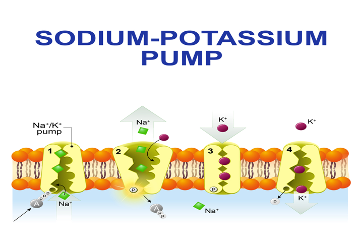 <ul><li><p>The Na/K pump in the membrane flips to move potassium into and sodium out of the cell. This process, which is active transport, utilizes ATP. Therefore, the entire process generates heat which is captured and stored in the body’s water reservoir.</p></li><li><p>Homeotherms have more pumps per cell than poikilotherms</p></li></ul><p></p>