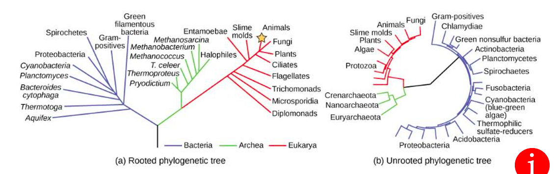 a diagram that represents evolutionary relationships