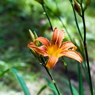 What is this species