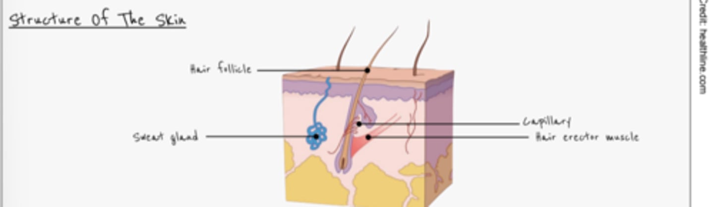 <p>- Sense organ for pain, touch and pressure<br>- Tough outer layer<br>- Controls heat loss<br>- Barrier - prevents entry of pathogens<br>- Prevents water loss</p>