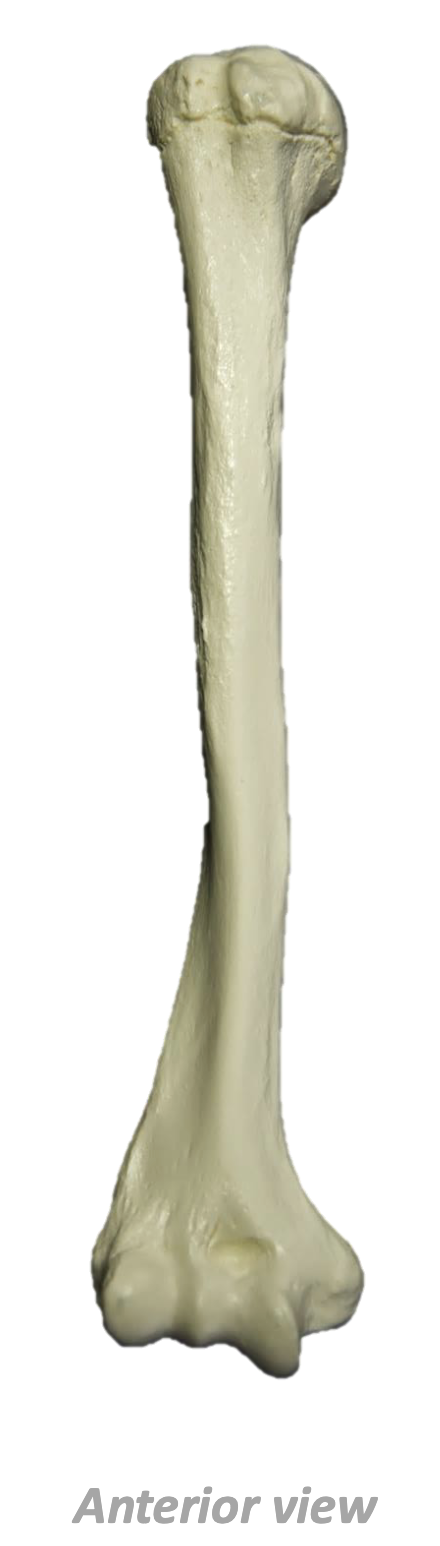<p>What Bone Is This?</p>