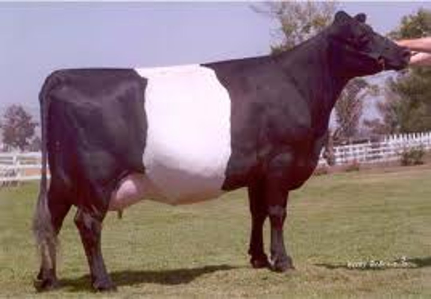 <p>naturally homogenized with small fat globules<br><br>rare breed in N America with less than 200 registered cattle<br><br>Holland</p>
