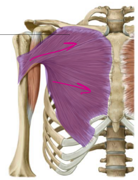 <p>Innervation: <strong>Lat./Med. Pectoral N</strong></p><p>Function: <strong>Arm flexion + Adduction </strong></p>