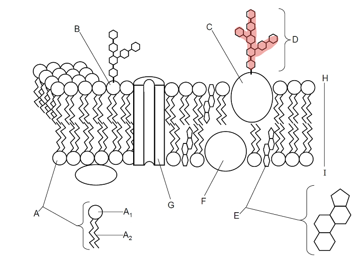 <p>Which part is D?</p>