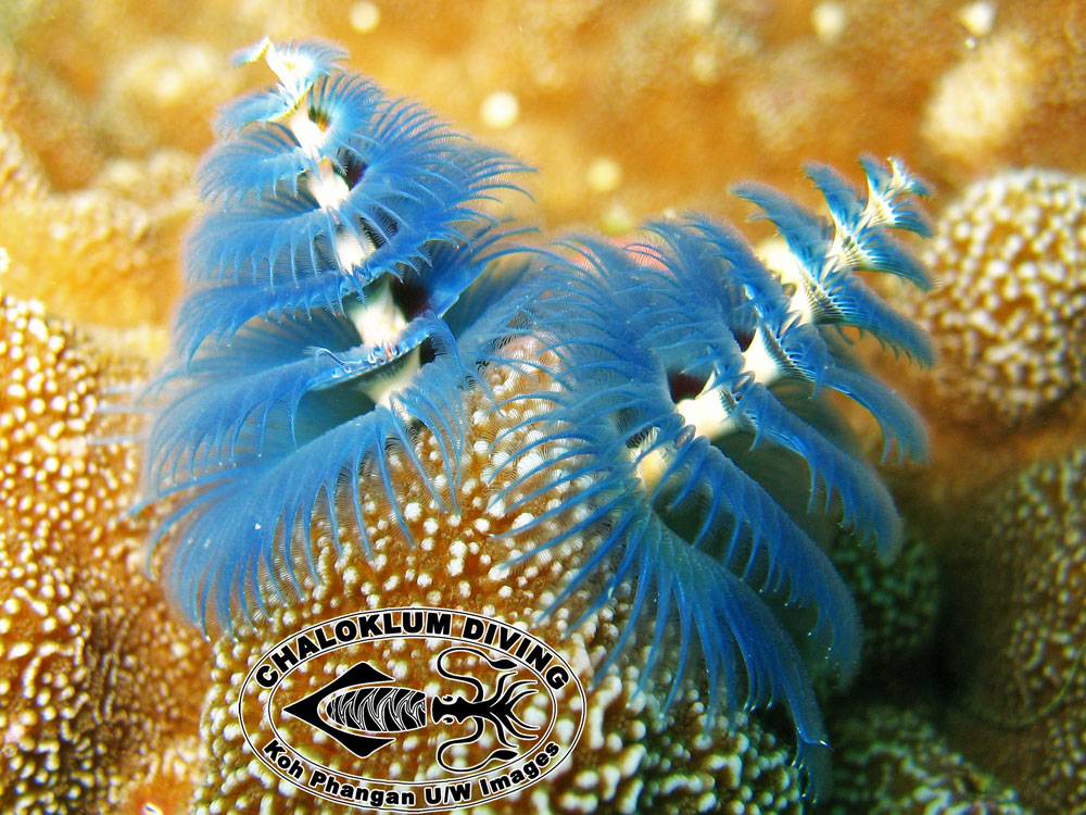 <p>Phylum+Class?</p>