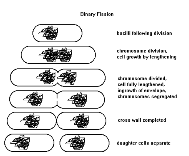 <p>Bacterial cell division process in which a single cell elongates, replicates its chromosome, forms a cross wall, and separates into two daughter cells.</p>