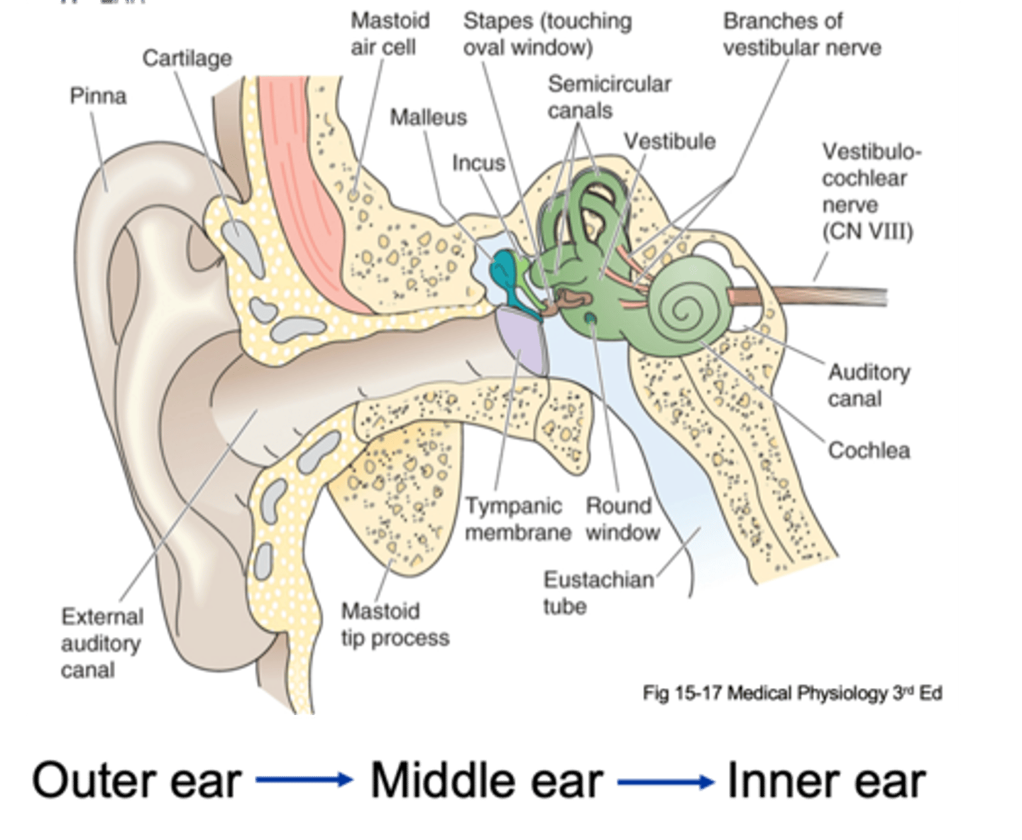 <p>Convolutions of pinna play a role in what?</p>