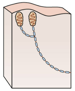 <p>superficial ENCAPSULATED mechanoreceptors in fingertips, palm, feet and lips </p>