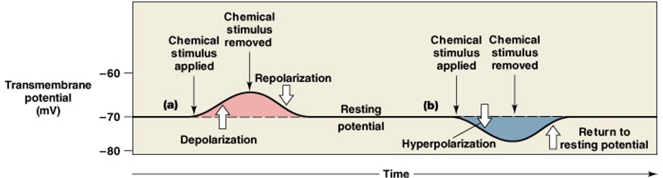 <p>What are changes in transmembrane potential that cannot spread far from site of stimulation (local potentials)?</p>