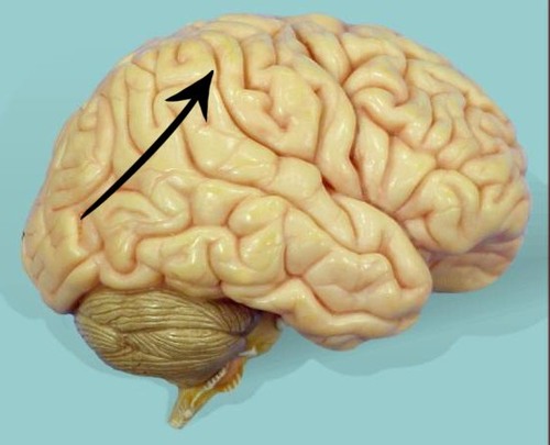 <p>lobe responsible for somatic sensations (pain, touch, temperature perception), and speech</p>