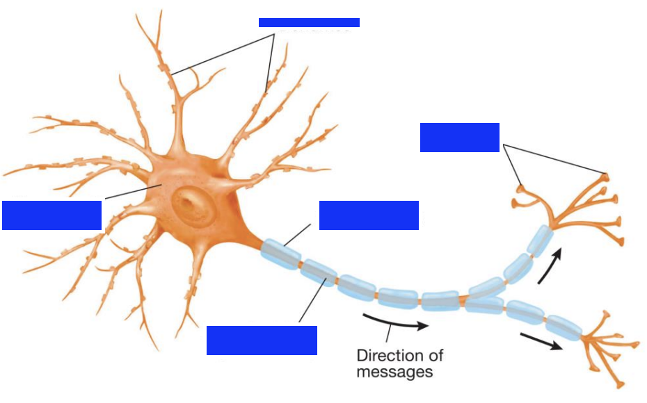 <p>name parts of the neuron</p>