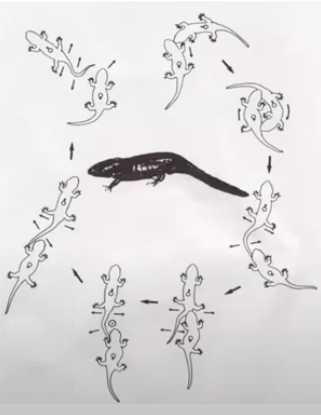 Ambystoma: Cloacal nudging waltz; reproduction