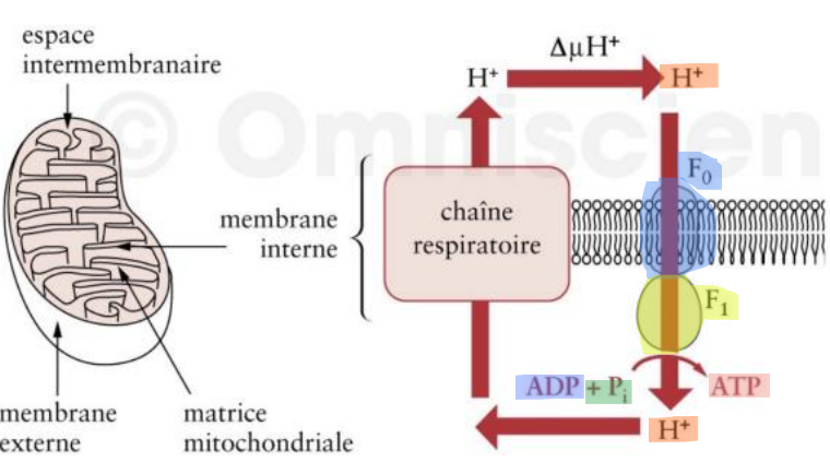 <ul><li><p>F0 : partie <span style="color: rgb(255, 172, 0);">membranaire</span> globulaire multimérique avec canal à H+ qui permet le retour des protons dans la matrice. </p></li><li><p>F1 : protubérance multimérique dans la matrice qui est attachée à F0, elle contient <span style="color: rgb(255, 0, 0);">3 sites de fixation de l’</span><span style="color: rgb(38, 50, 205);">ADP</span>, elle porte l’activité enzymatique de <span style="color: rgb(42, 212, 25);">phosphorylation</span>.</p></li></ul><p></p>
