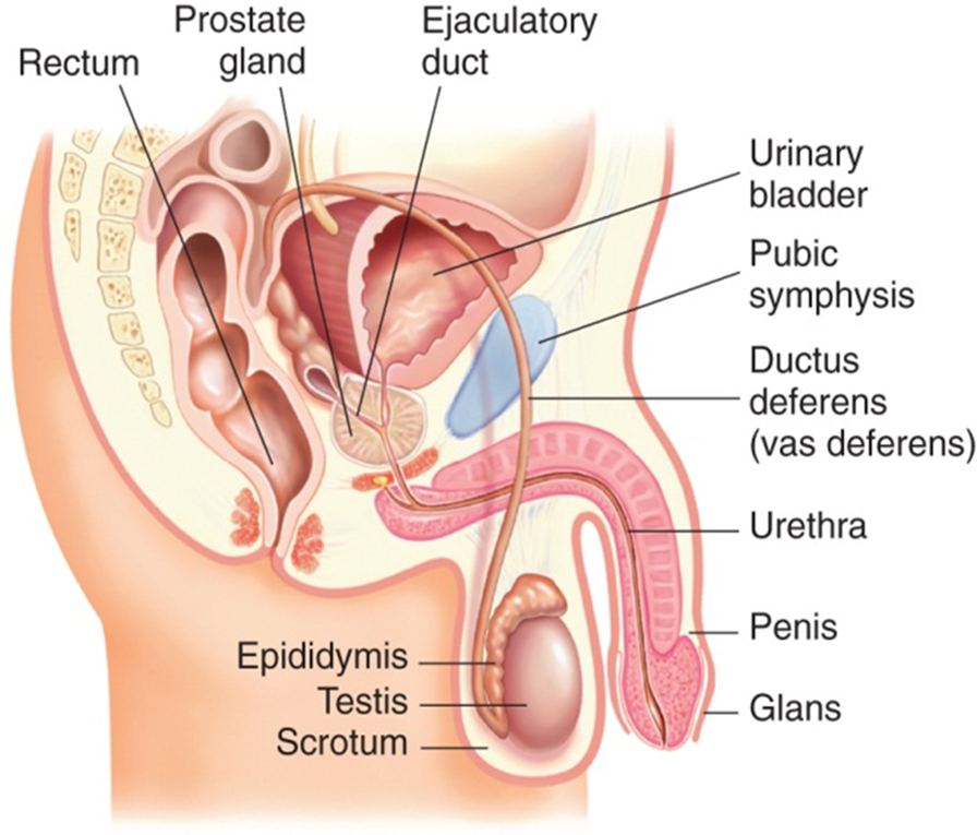 <p><strong><span>Benign Prostatic Hyperplasia (BPH) / RF</span></strong></p>