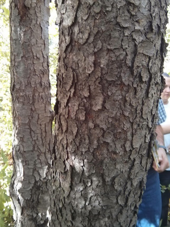 <p>Reddish spines where linear clusters of fruits were, alternate arrangement, small dark imbricate buds and true terminal buds, lanceolate leaves, potato chip bark on mature trees, young twigs have horizontal lenticels, winter twigs are slender and curved and irregular , often infected with black knot</p>